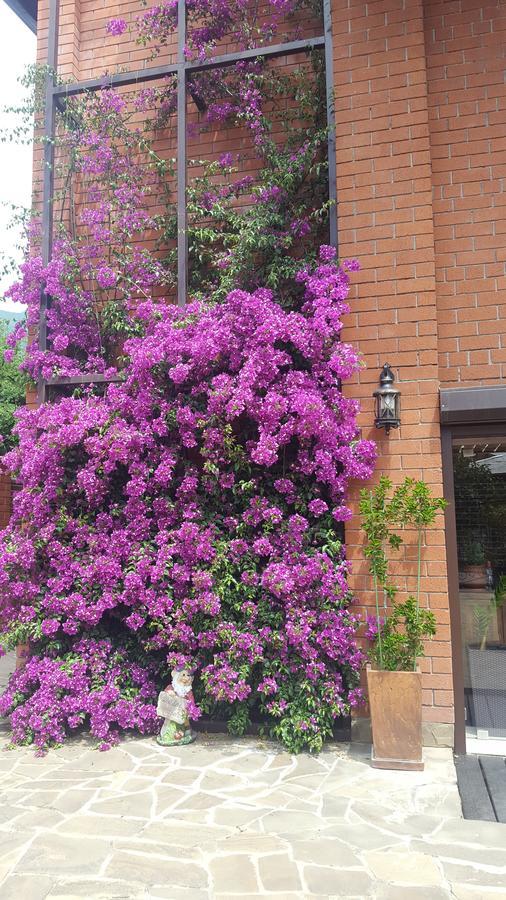 Guest House Belweder Gagra Dış mekan fotoğraf